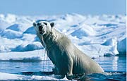 Der Eisbär (ursus maritimus) ist der König der Arktis (Fotos: Concorde Filmverleih GmbH)